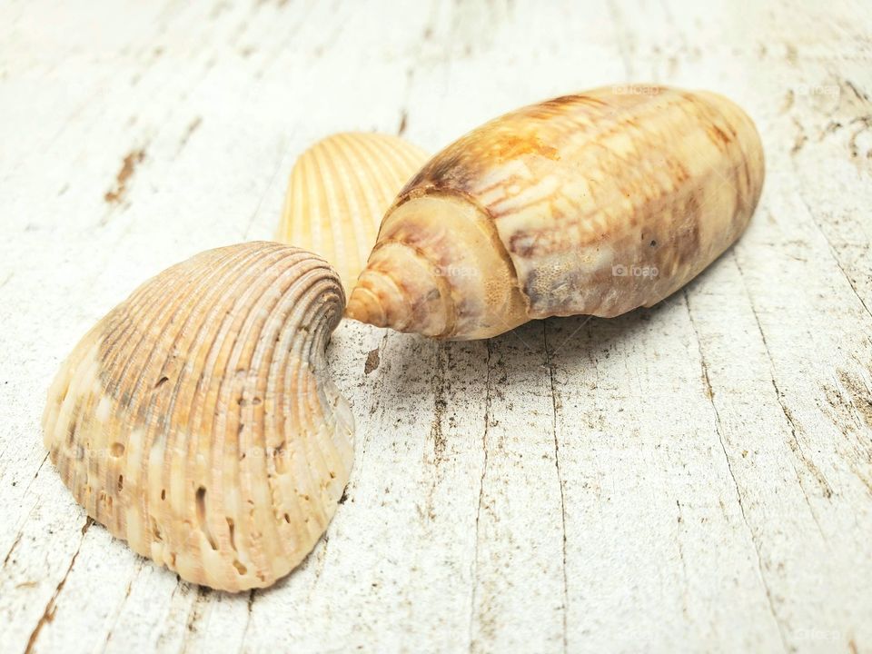Coastal beach seashells on a rustic white background 