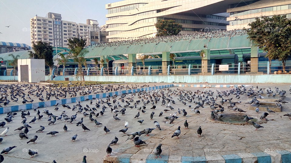 pigeons at railway station