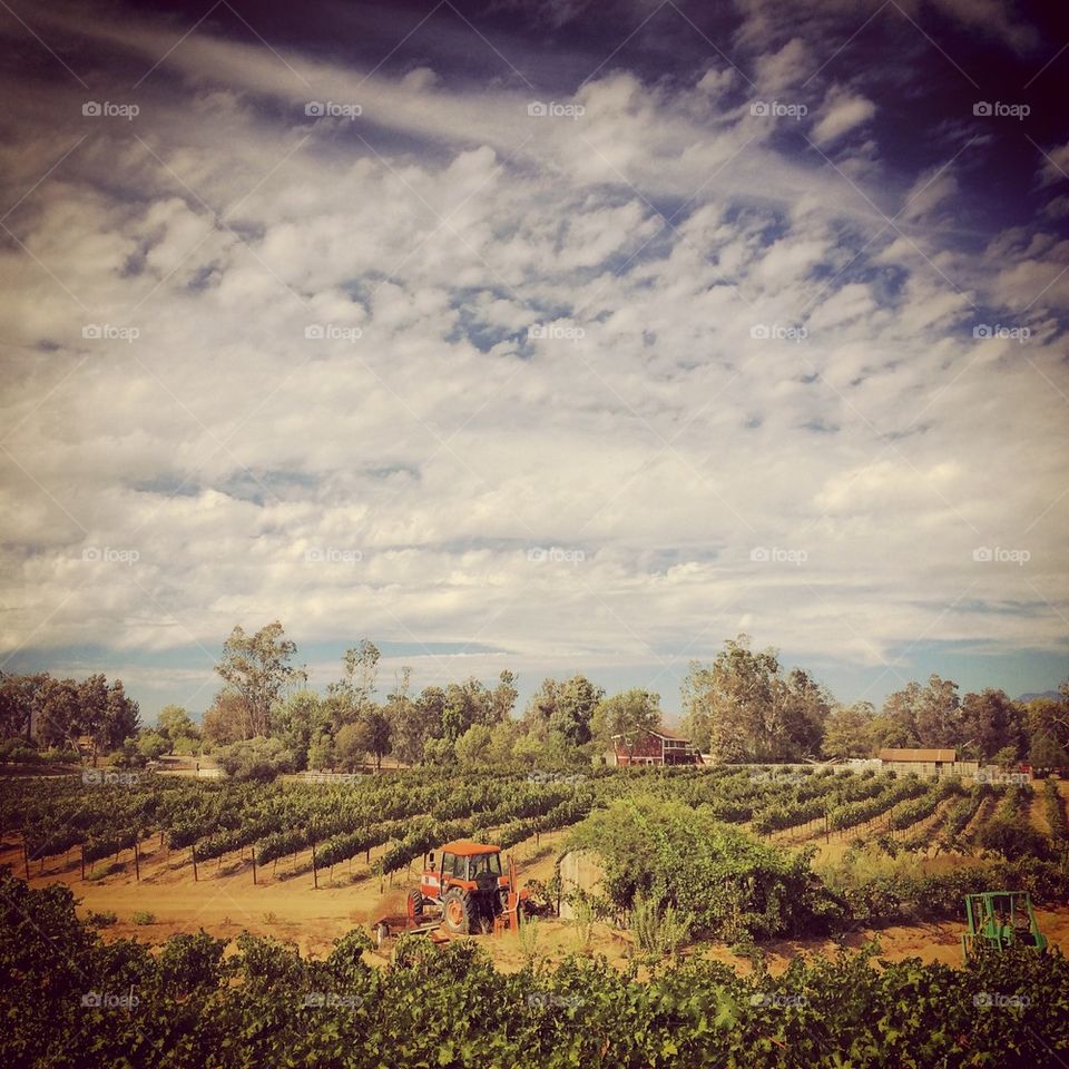 Temecula wine country