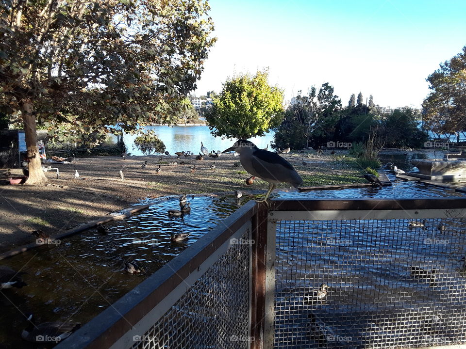 Lake Merritt Oakland California