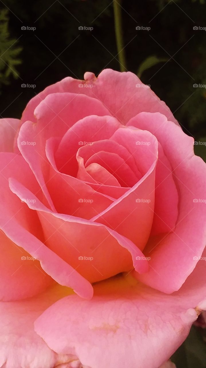 delicate pink rose petals