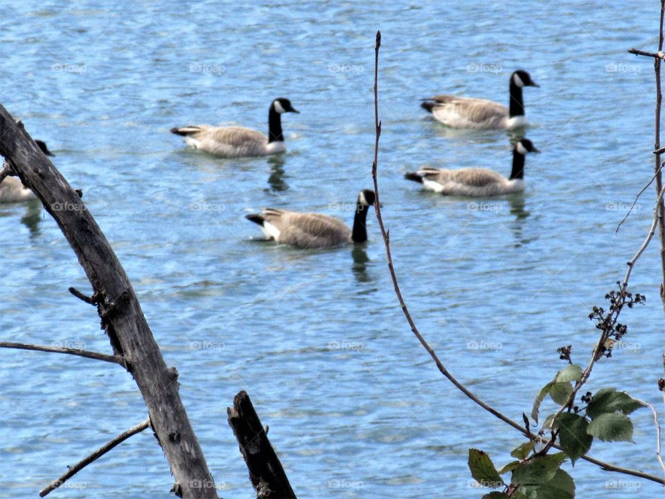 quartet of geese