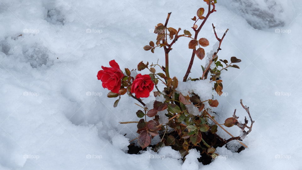 Red rose in winter snow