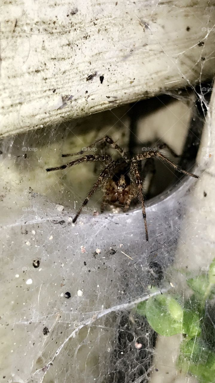 Little spider coming out to say hello this morning from the crack in the house outside 🕸