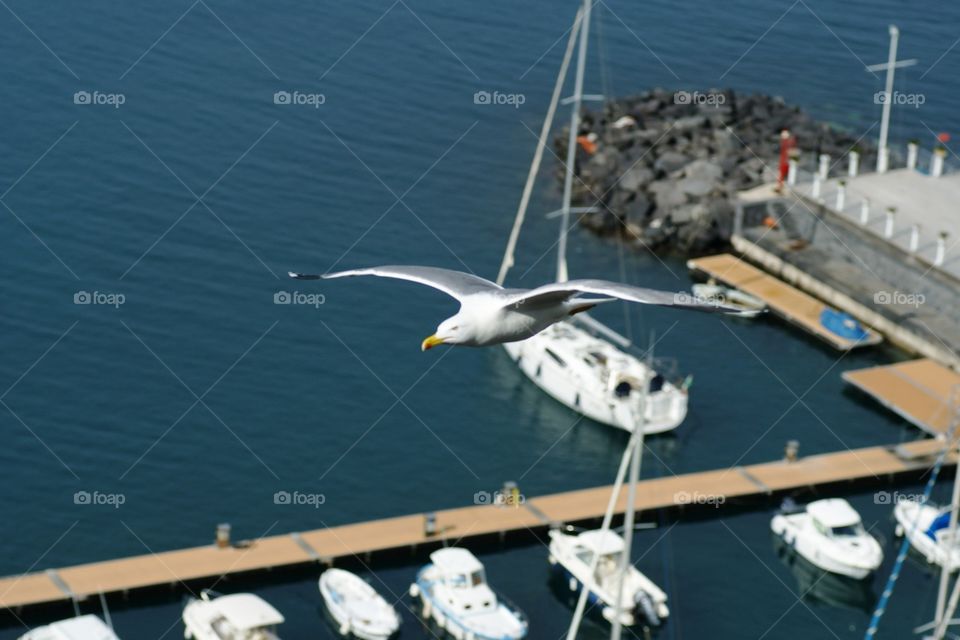 a flying gull