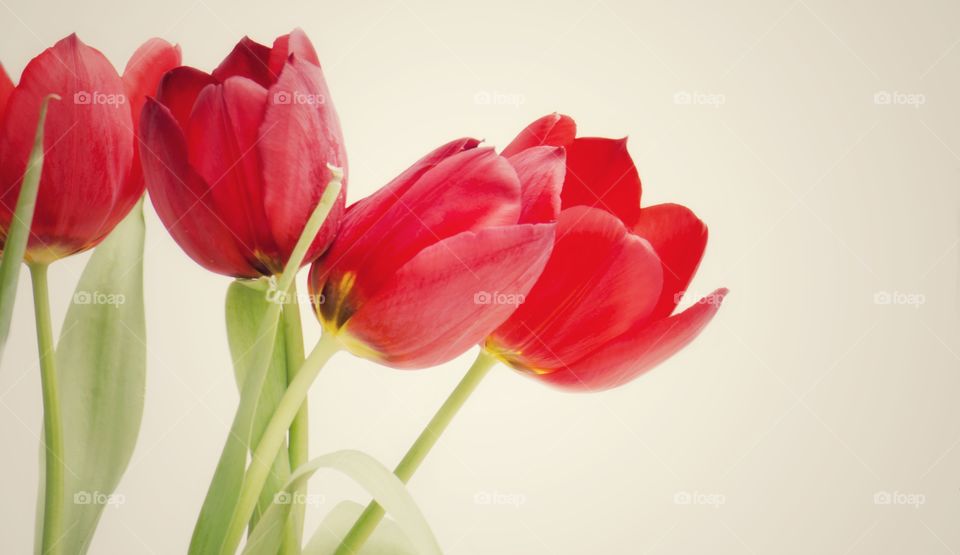 Red tulip Background