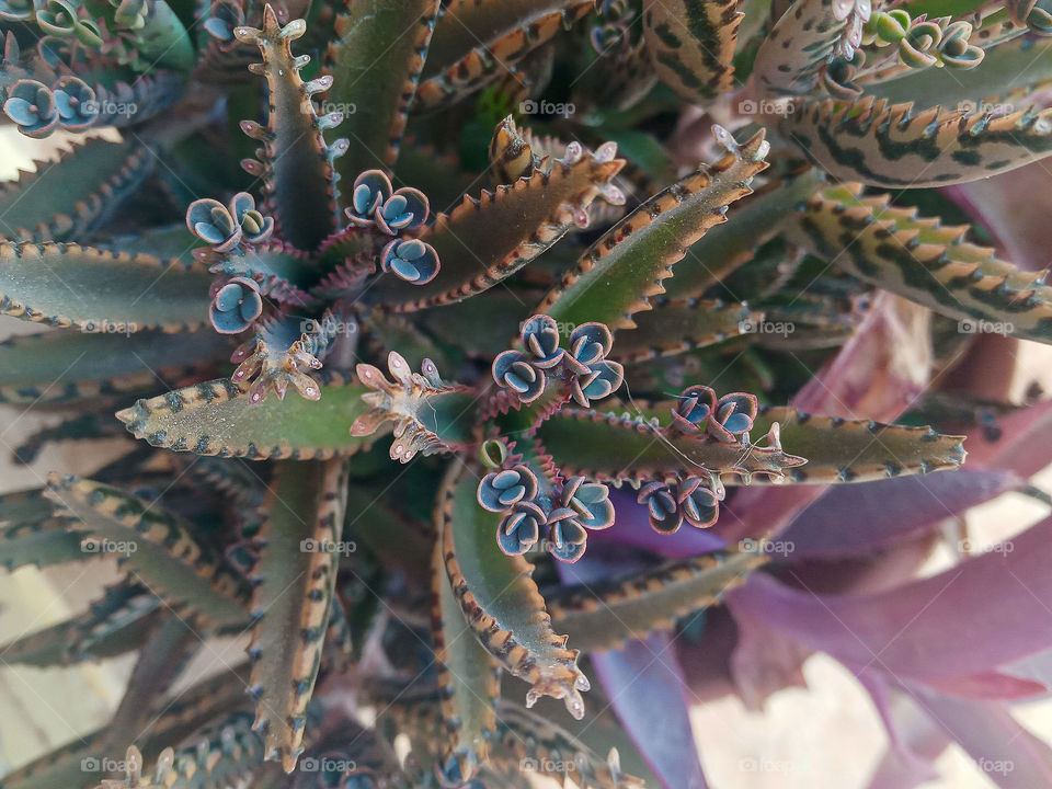 kalanchoe daigremontiana mother of thousands which carries its offsprings on its leaves