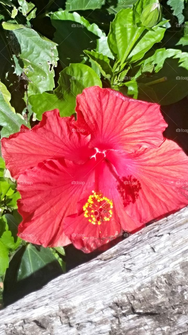 Hibiscus By The Fence