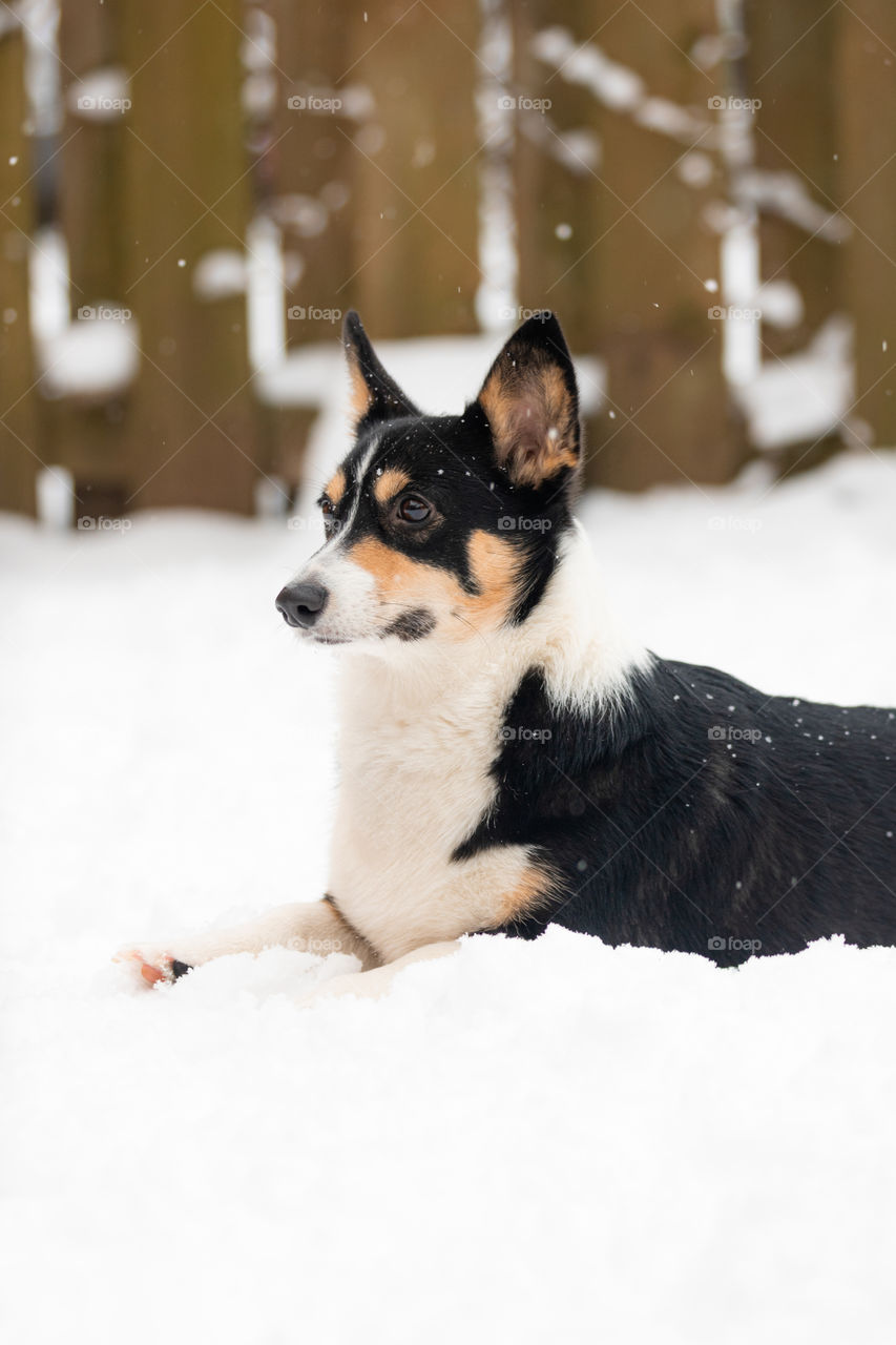 A black headed tri color pembroke Welch corgi peacefully laying down outside, and snow falls on a pretty winter scene. 
