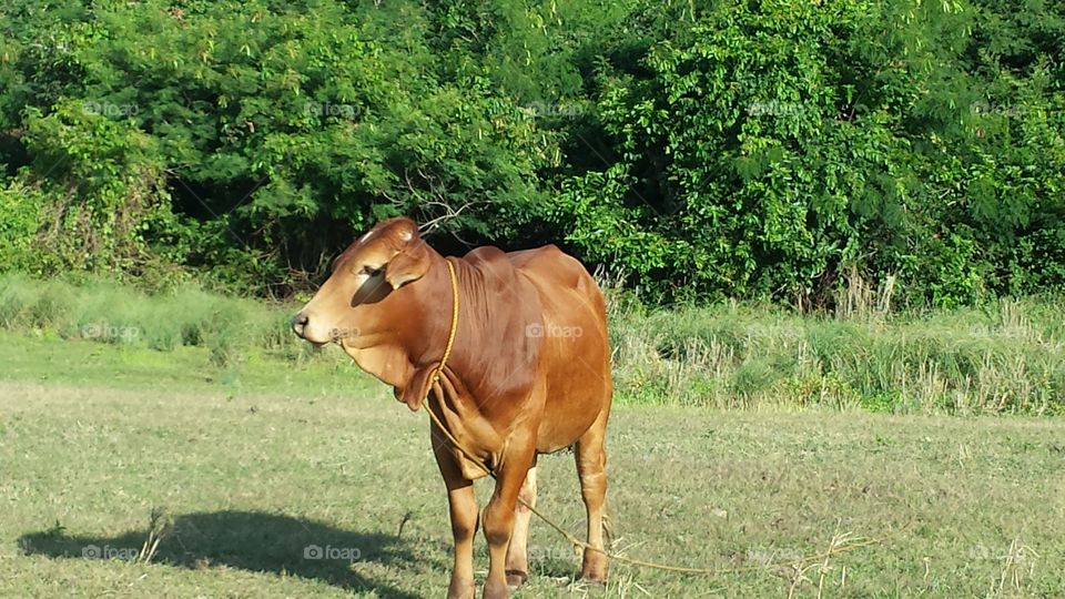 cow a bonga