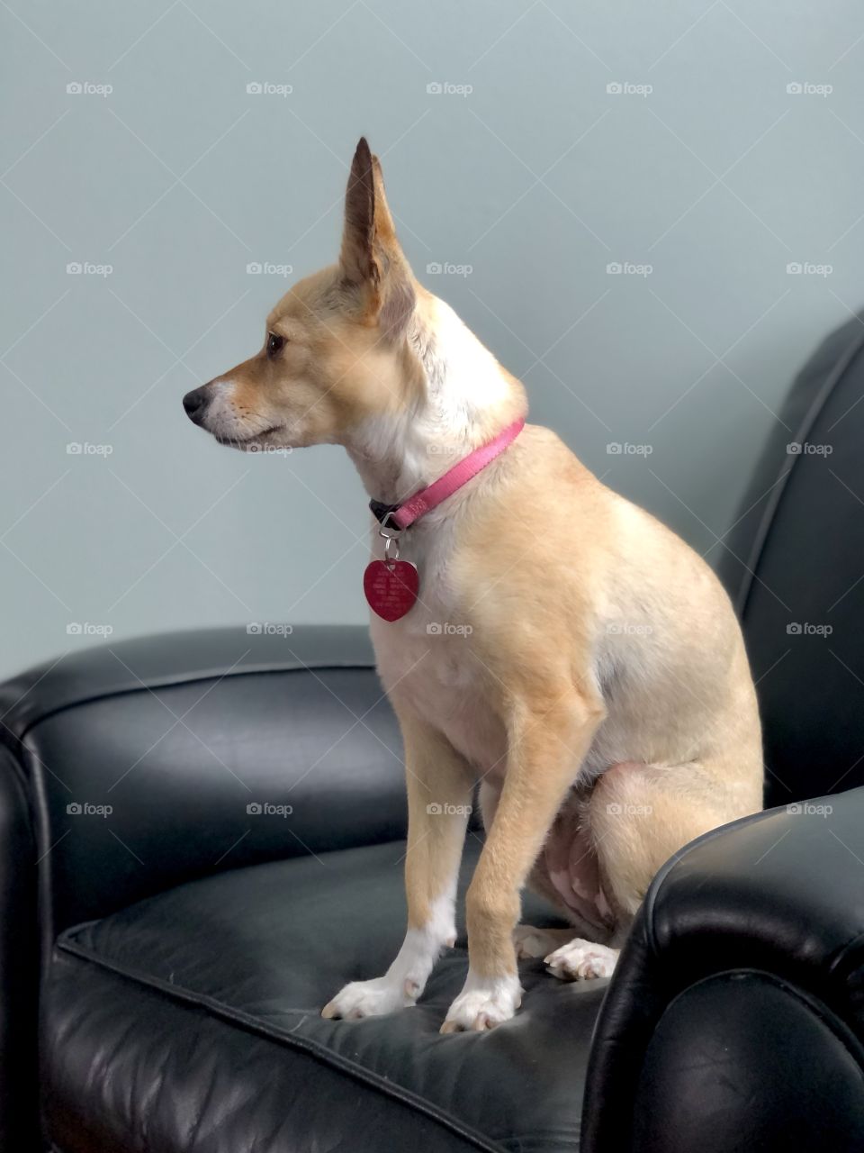Profile of small mixed breed dog sitting in leather armchair 