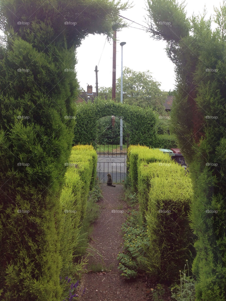 garden cat path hedges by stevephot