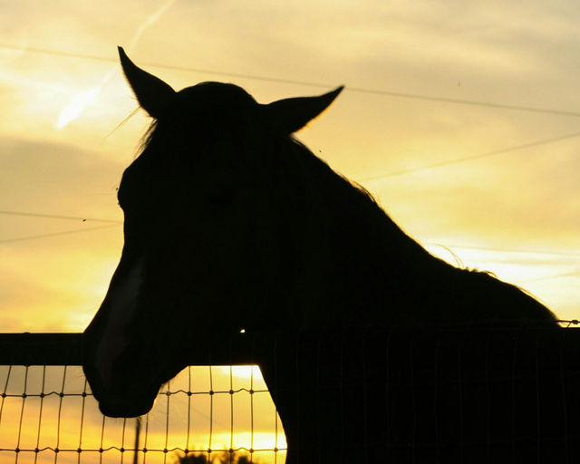 sunset at the farm