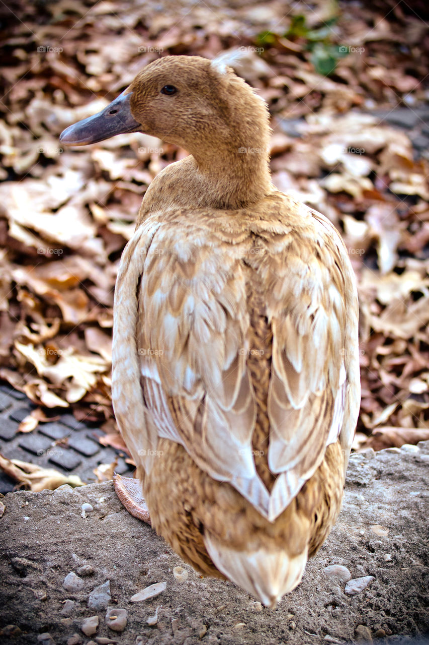 Khaki Campbell duck