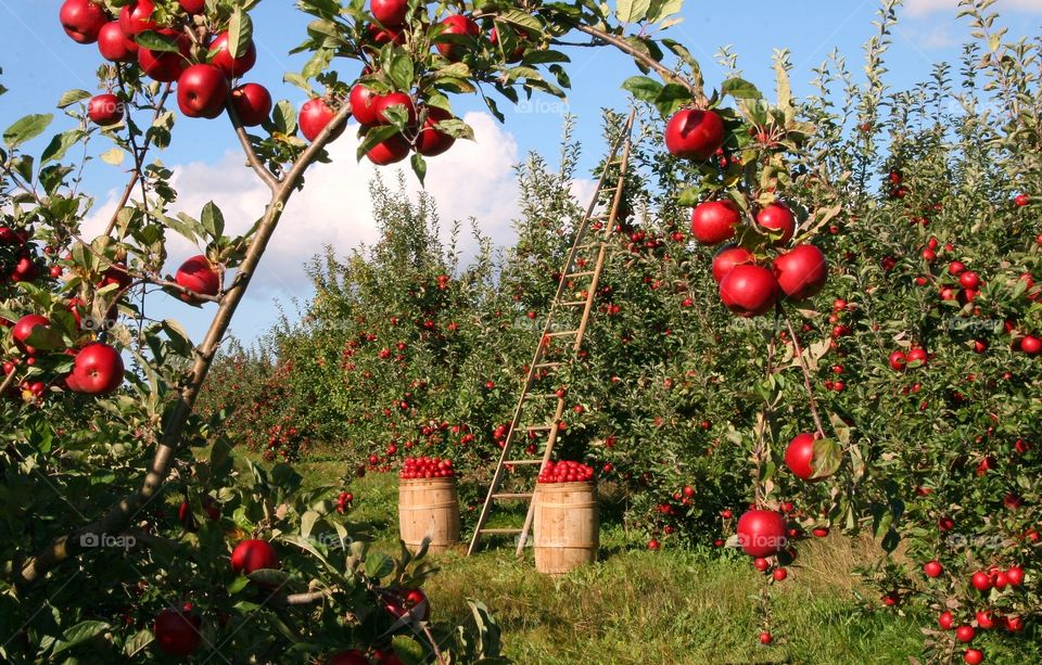 plantação de maçã com pé carregado pronta para a colheita.