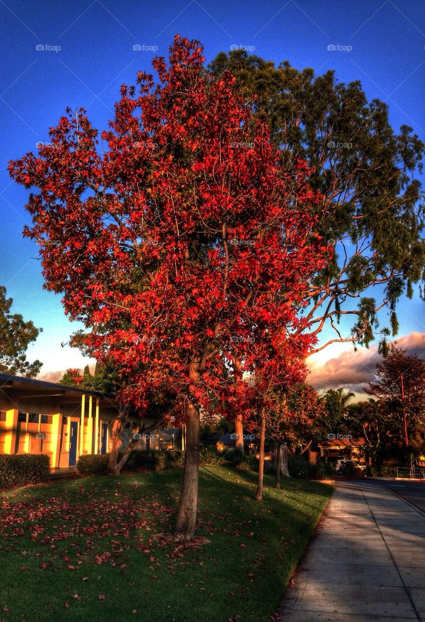 Red autumn