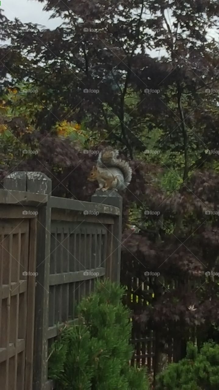 squirrel on post