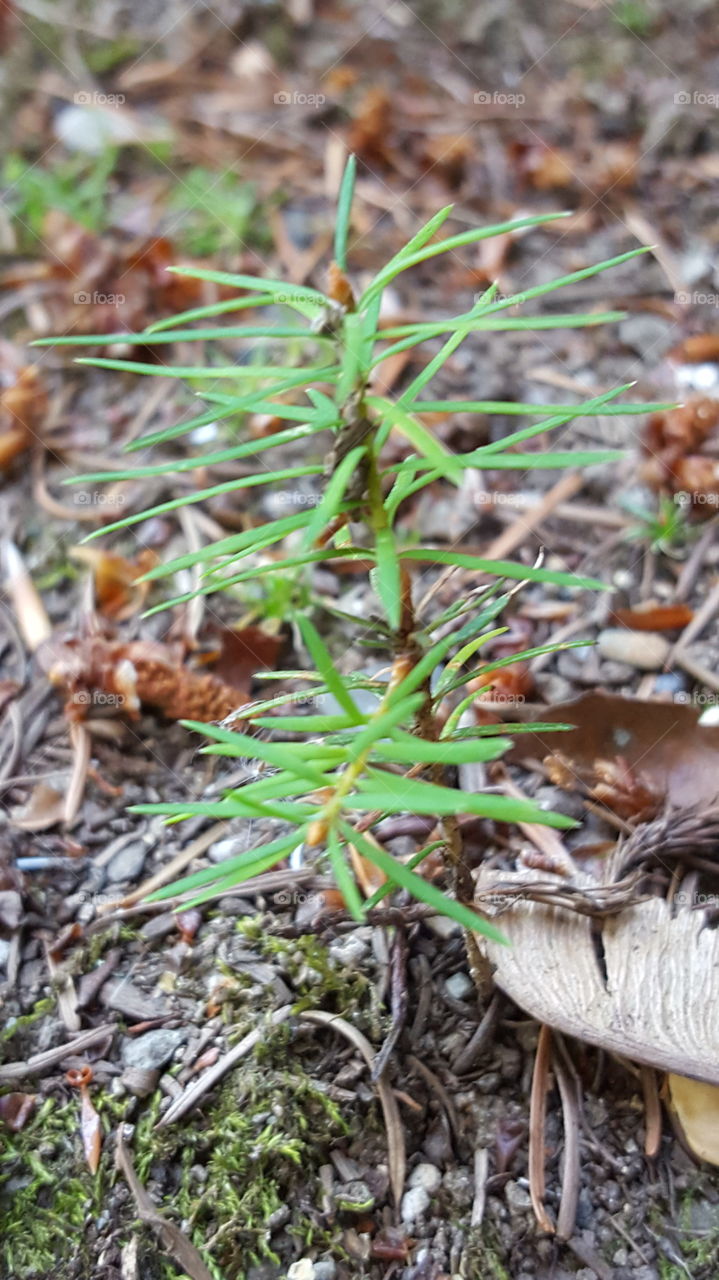 tiny little baby tree