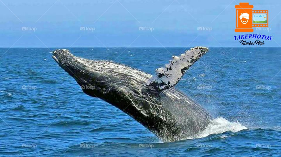 hermosa ballena en el Ñuro Tumbes Perú, hermoso lugar para disfrutar de unas grandes vacaciones en familia.