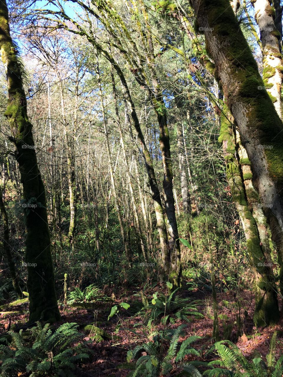 Goldstream Provincal park