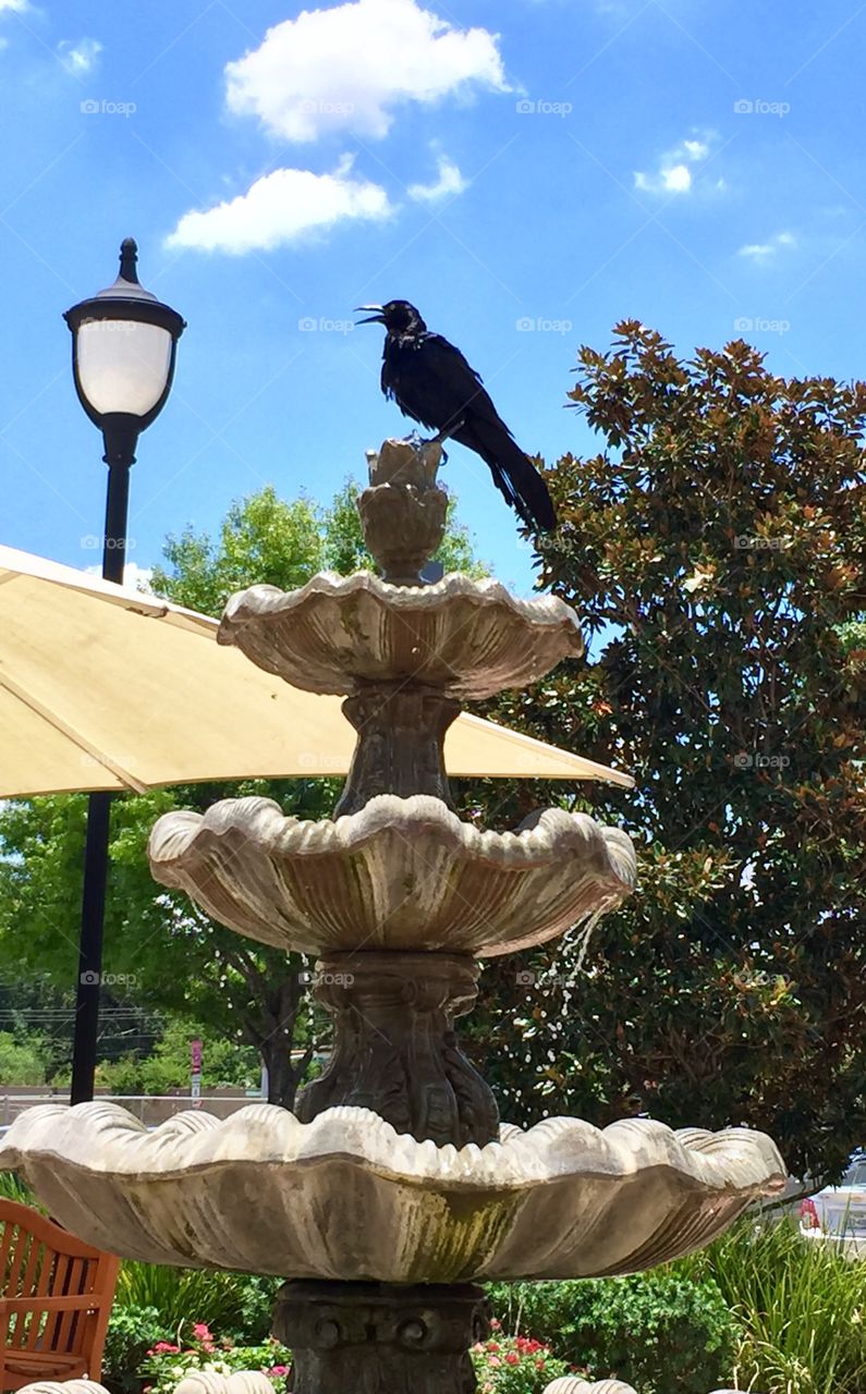Black bird on fountain