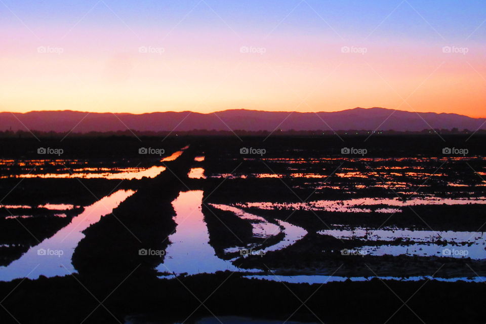 Field with water