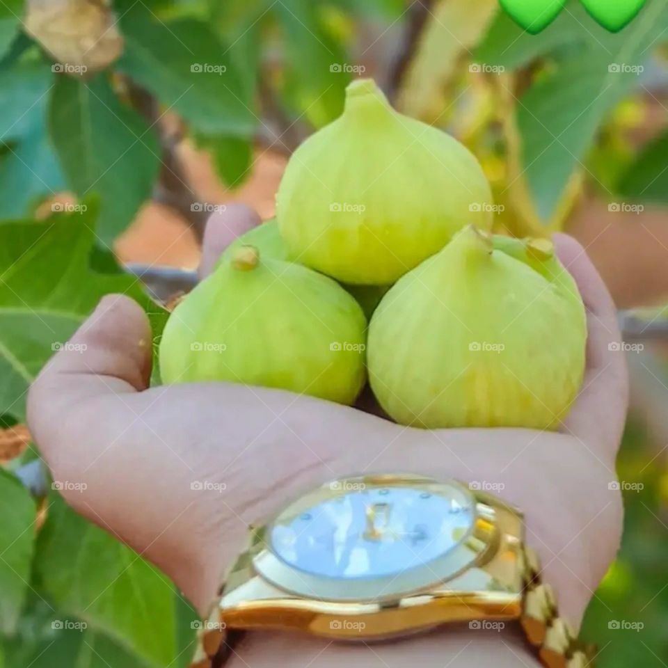 green fig