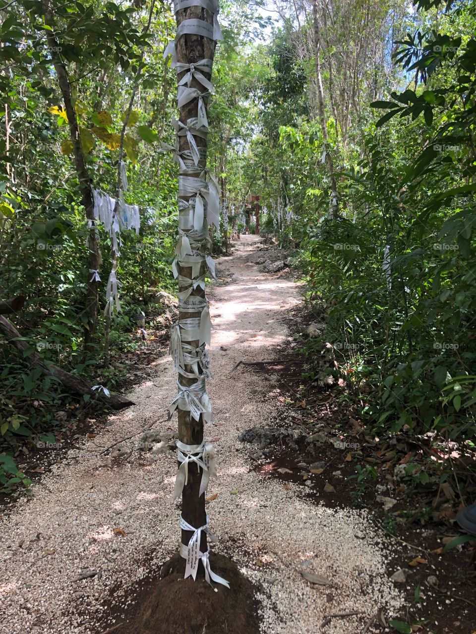 Garden in Mexico 