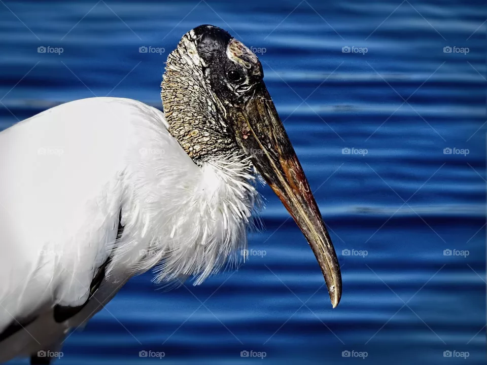 bird