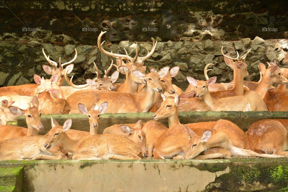 Group of deer at zoo
