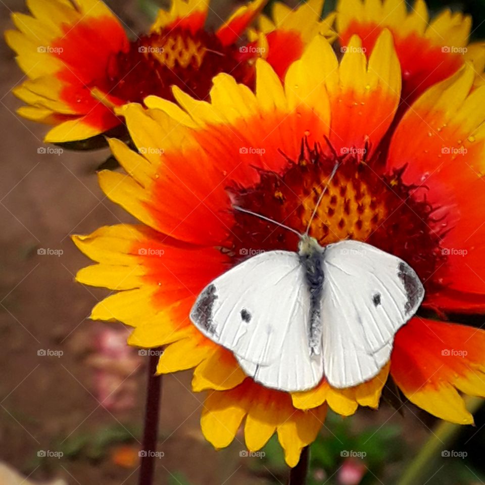 butterfly on flower