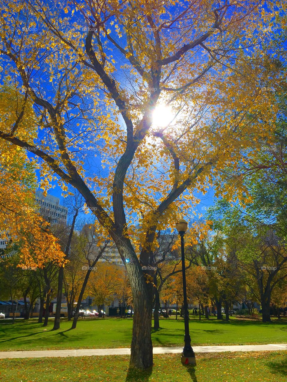 Autumn in the  city park