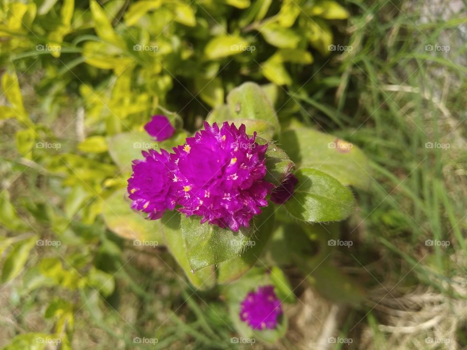 mahroon colour flowers seasonal fresh shurb small size looks very beautiful generally found everywhere