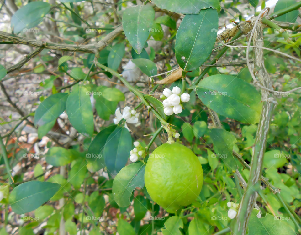 Lime and Blossoms on Branch