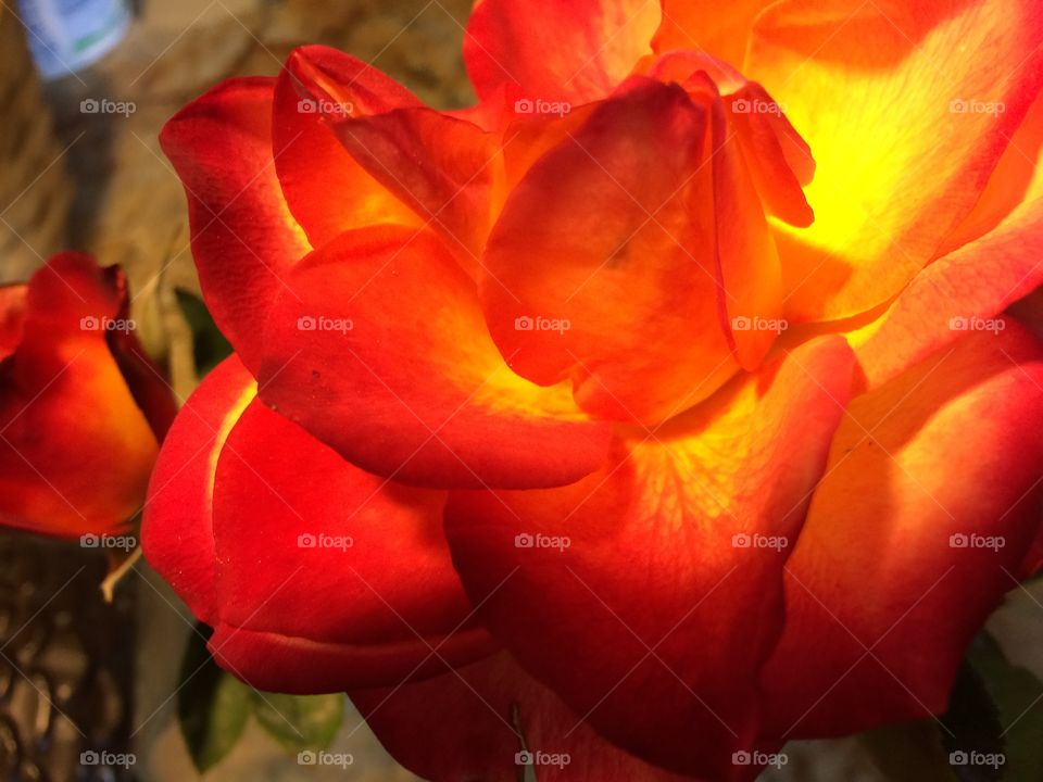 Orange and yellow rose
