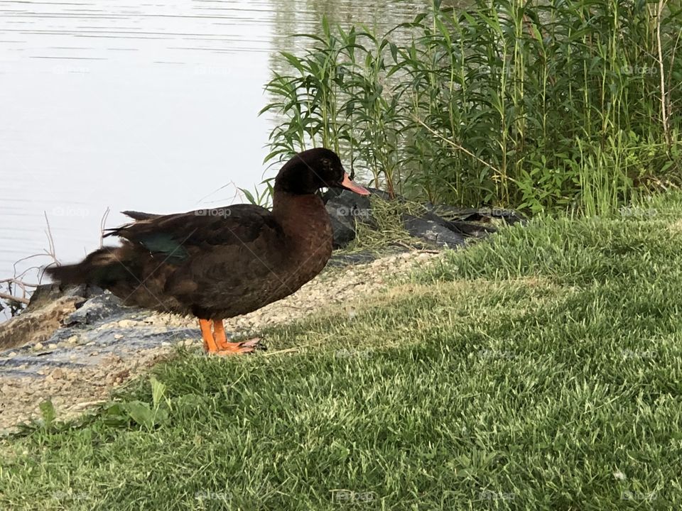 Ducks, duck, bird, fowl, water, waterfowl, feathers, beaks, feet, bill, lake, grass 