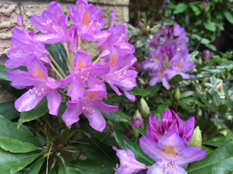 Purple rhododendron flowers on bushes in the summer in my garden 