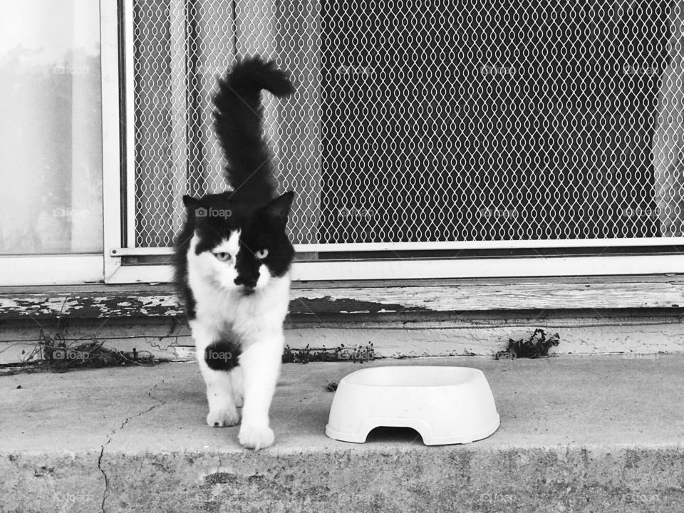 Here kitty kitty your food is here come and get it but just pose for me a little bit. 