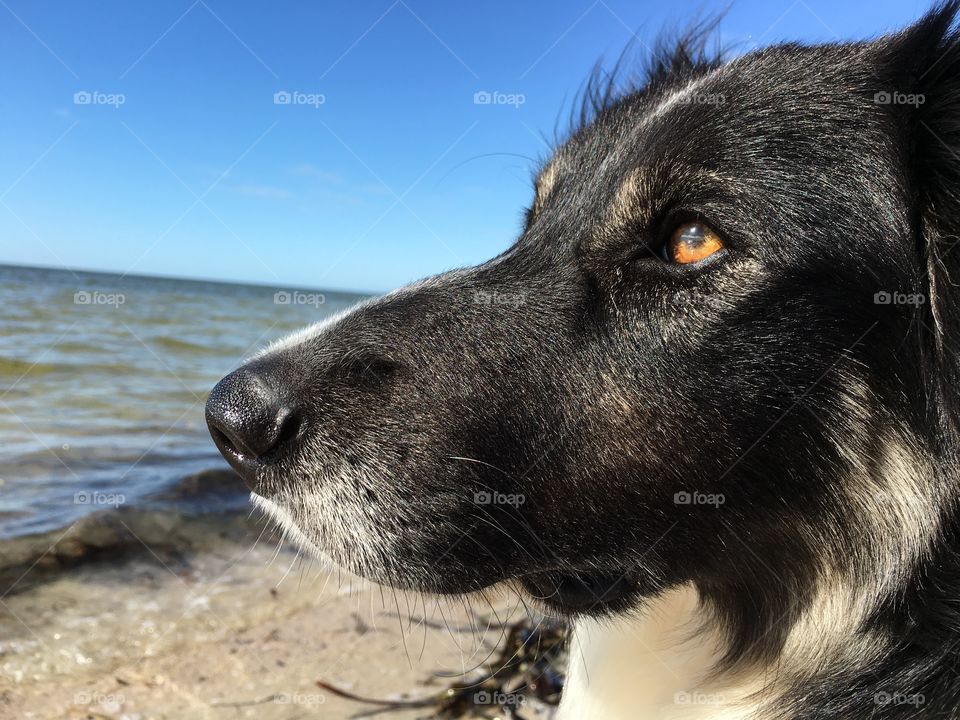 Head shot of border Collie at beach