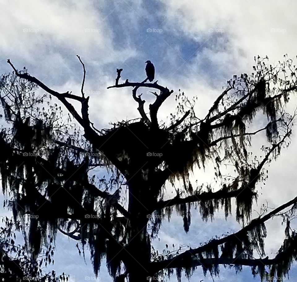 Eagle guarding the nest