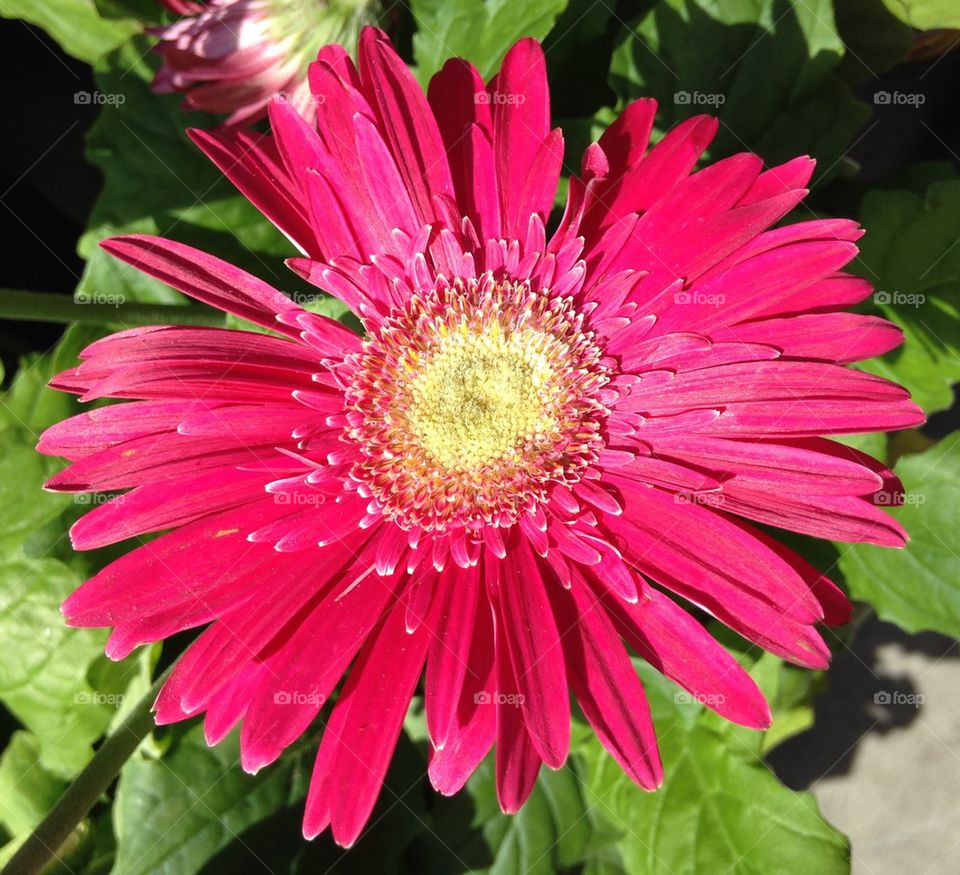 High angle view of sunflower