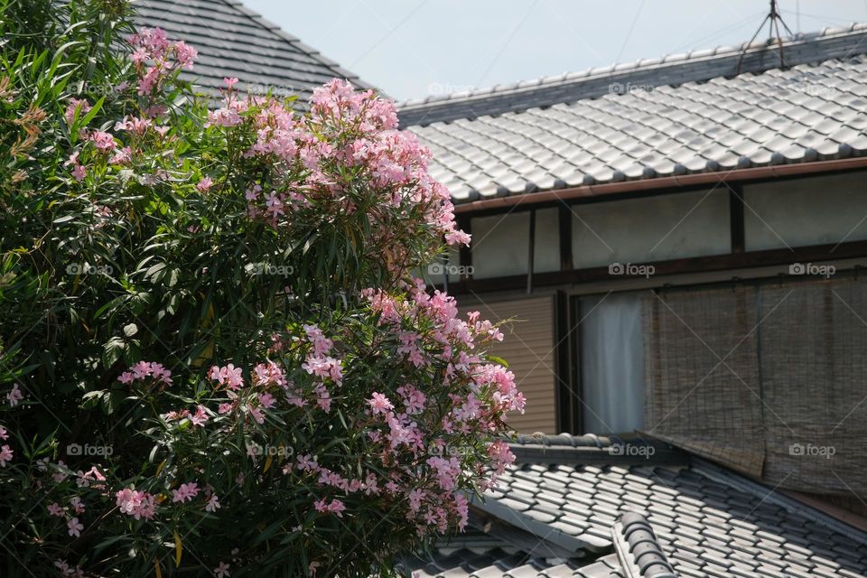 oleander tree and roofs