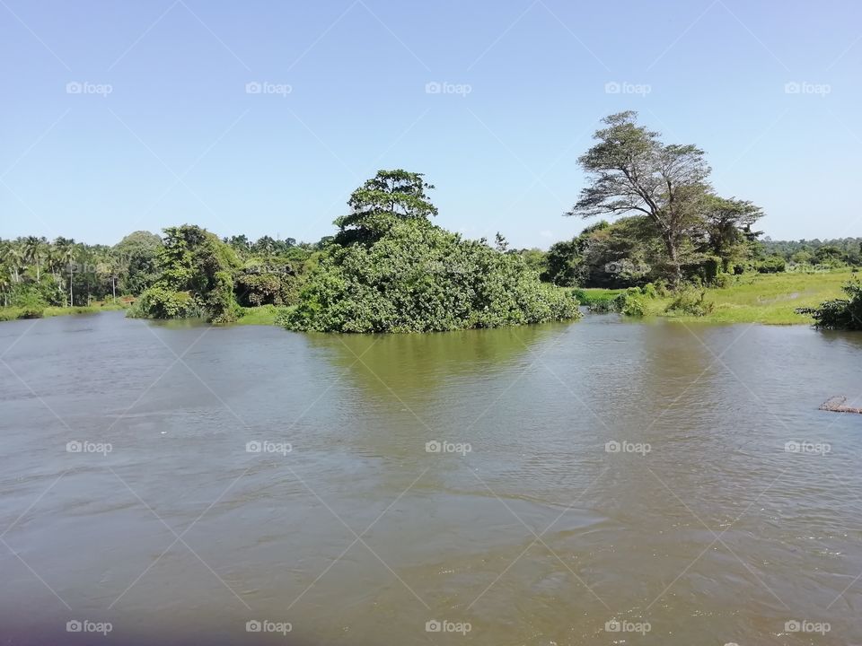 River (tank) near the paddy fields