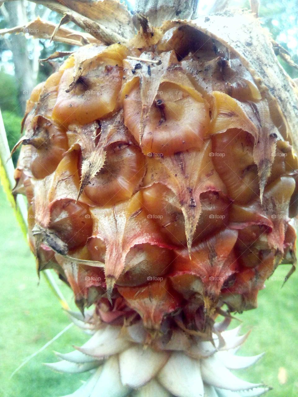 pineapple is to eat and to make juice as well but this kind of pineapple is not to be eating it is planning.