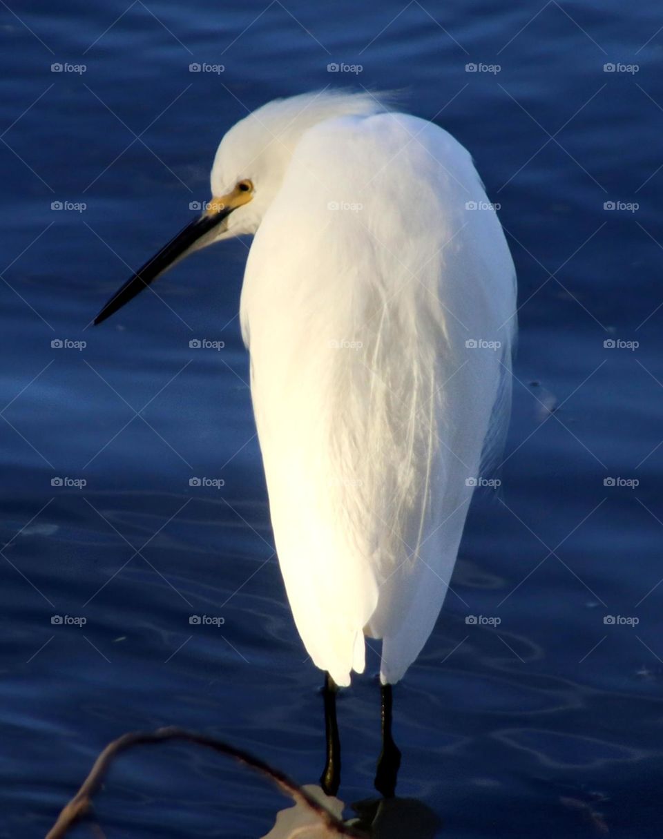 Snowy Egret Looking Back at Camera