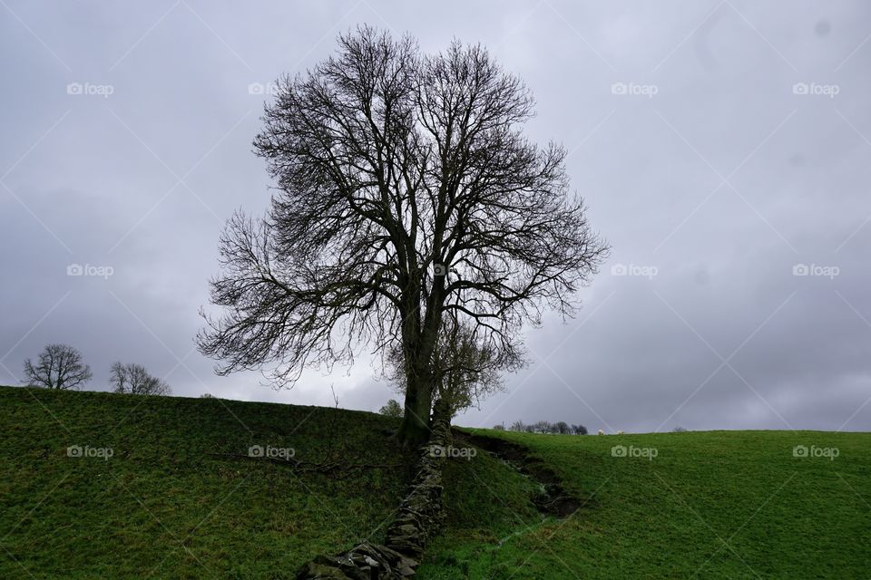 Just a tree that caught my eye on a walk in Weardale ... 