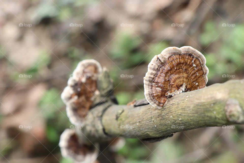 Nature, naturescapes, Forest, plant, unique plant, white, beautiful, pattern, circular, environment, fungi