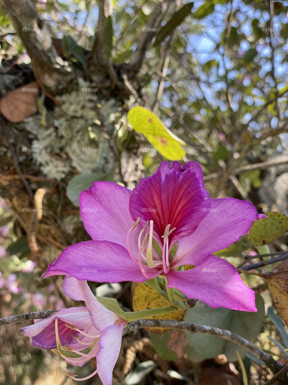 Pink Flower