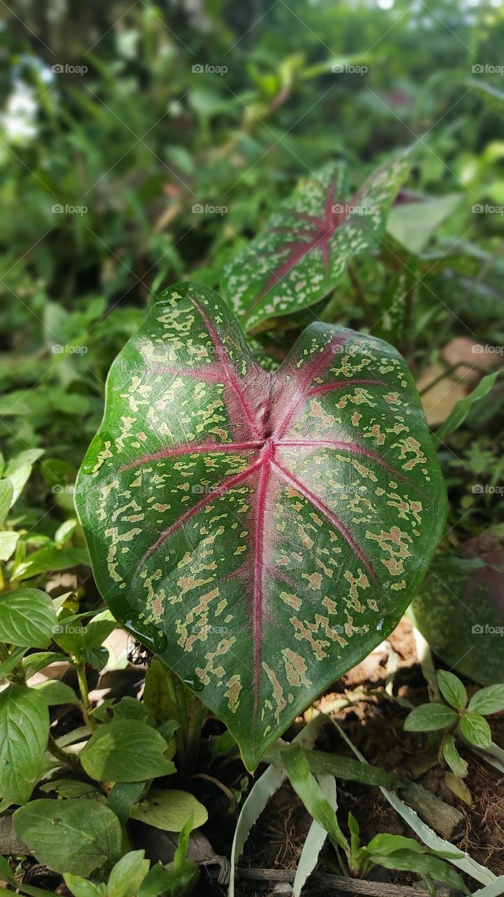 taro leaves