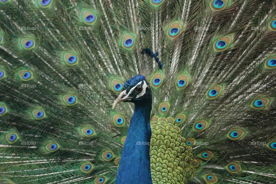 animal